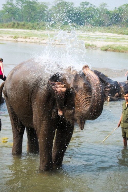 Bathing Elephant at Chitwan 2