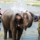 Bathing-Elephant-at-Chitwan-2