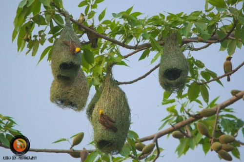 Bird-of-Chitwan.jpg