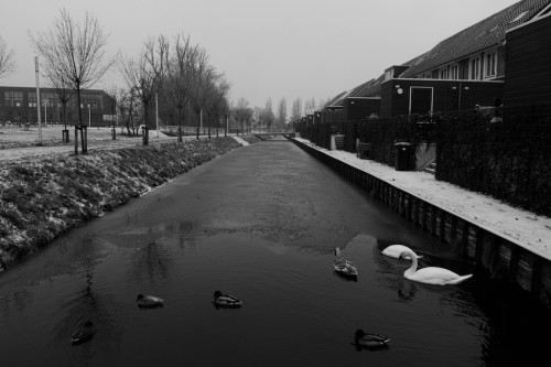 DucksSwans