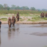 Elephant-Safari-at-Chitwan-4