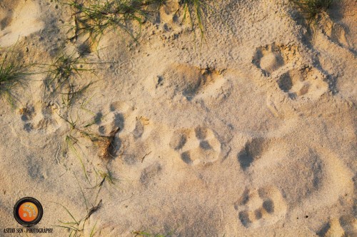 Pug marks of Tiger at Chitwan