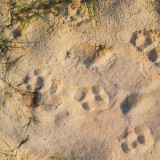 Pug-marks-of-Tiger-at-Chitwan