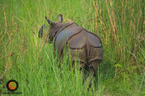 Single Horned Rhino at Chitwan 1