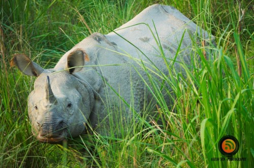 Single Horned Rhino at Chitwan 2
