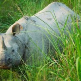 Single-Horned-Rhino-at-Chitwan-2