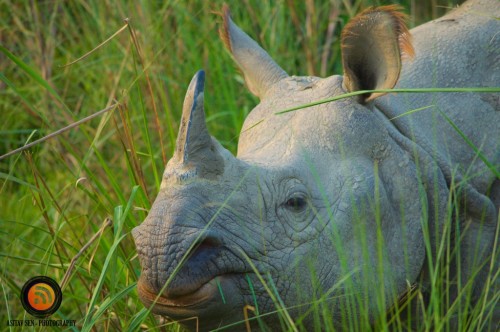 Single-Horned-Rhino-at-Chitwan-3.jpg