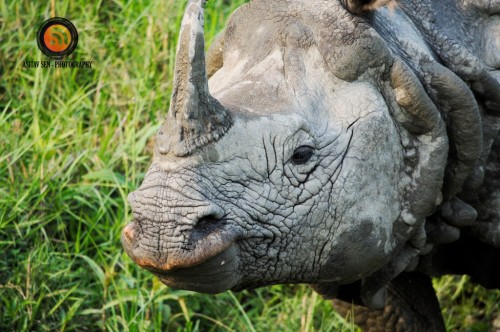 Single-Horned-Rhino-at-Chitwan-4.jpg