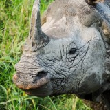Single-Horned-Rhino-at-Chitwan-4