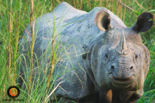 Single Horned Rhino at Chitwan 5