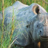 Single-Horned-Rhino-at-Chitwan-5