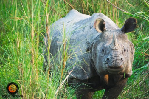 Single Horned Rhino at Chitwan 6