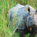 Single-Horned-Rhino-at-Chitwan-6