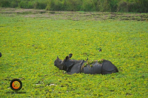 Single Horned Rhino at Chitwan 7