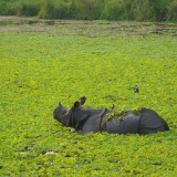 Single-Horned-Rhino-at-Chitwan-7