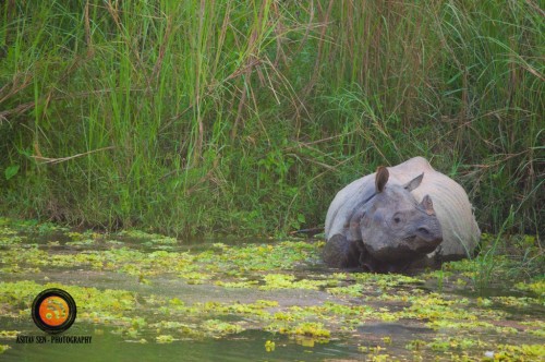 Single Horned Rhino at Chitwan 8