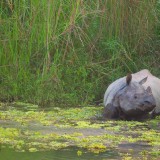 Single-Horned-Rhino-at-Chitwan-8