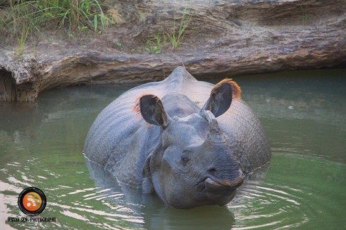 Single Horned Rhino at Chitwan 9