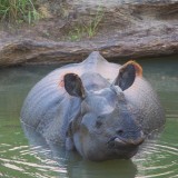 Single-Horned-Rhino-at-Chitwan-9